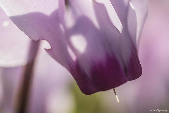 Pink Cyclamen 200216-3