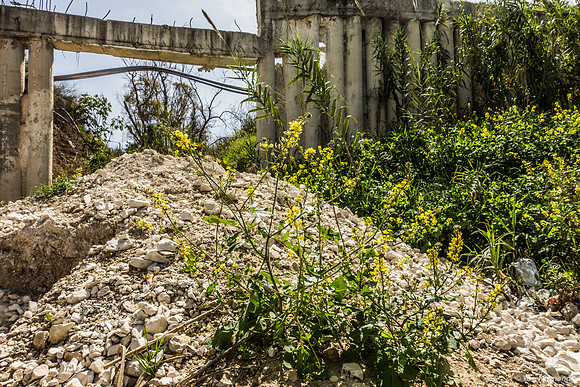 Mustard Flowersin Old Beit Shemesh 250326-1