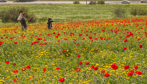 Portraits in Poppy Field 180323-2