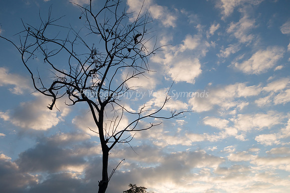 Tree on Maor 181226-2