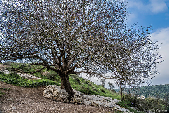 Anchor Tree on Path 200216-1