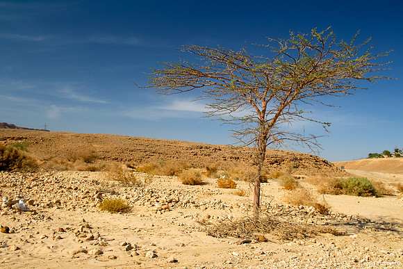 Acacia Tree in Negev 150930-3
