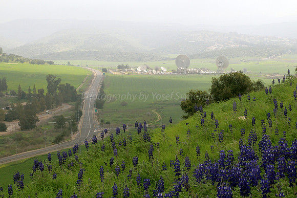 Hilltop Lupins with Highway #375 and Satellite Dishes  in Background