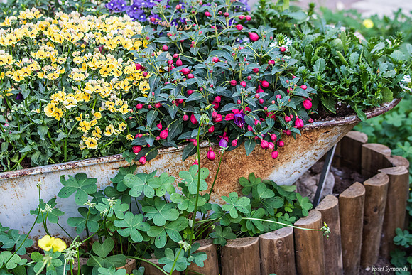 Wheelbarrow Flowers 250313-1