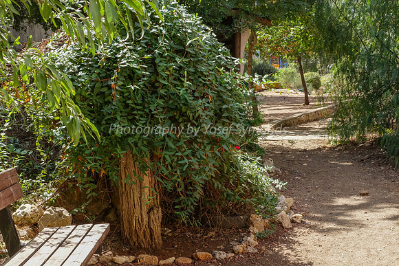 Link Path 13