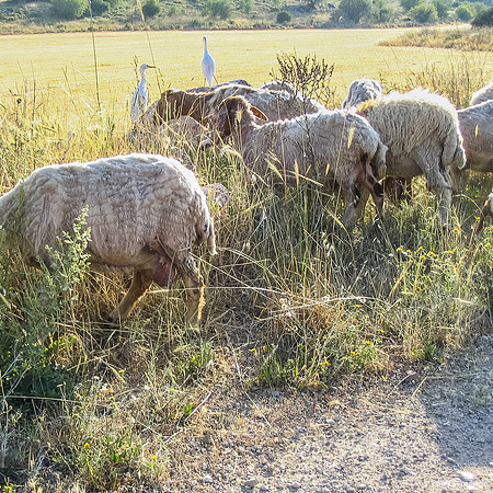 Birds and Sheep M3 050501-1