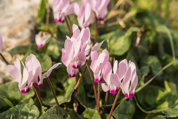 Pink Cyclamen 200216-12