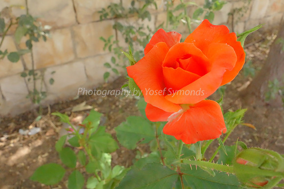 DSC04359
