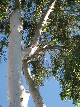 Eucalyptus in Sun