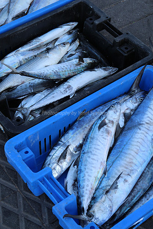 Jaffa Fishing Port