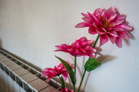 Flowers Shooting Up from Radiator 200303-1