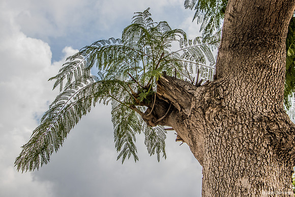 Truncated Branch of Jacaranda 200500-14