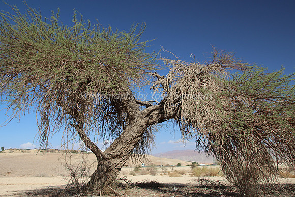 Acacia Tree in Negev 150930-3