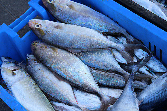 Jaffa Fishing Port