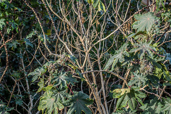 Kikayon Tree in Beit Shemesh 2