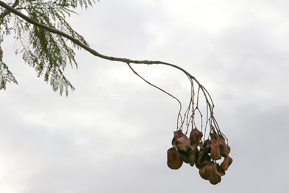 Jacarandah Leaves 4