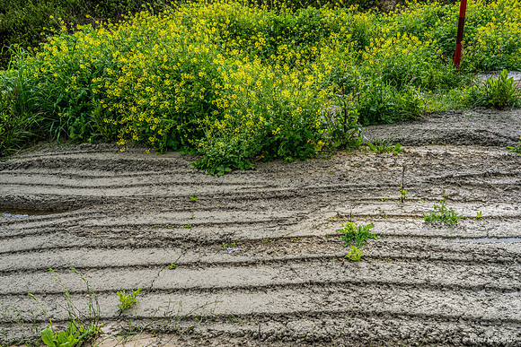 Furrows 190228-1