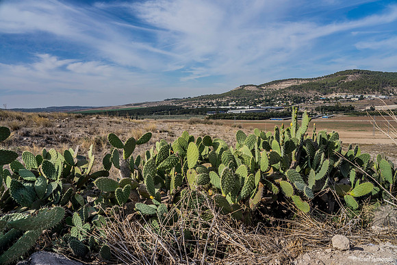Cactus with Tzora in Background 191121-1