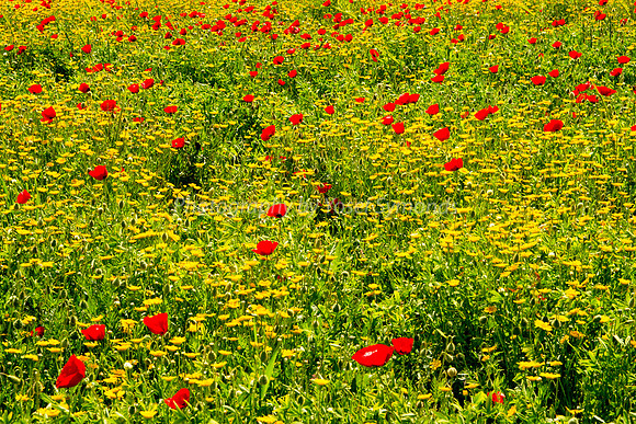Poppy Field in Daisies 180323-1