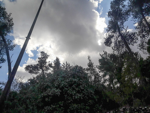 Clouds Over Highway #1 Trees 1