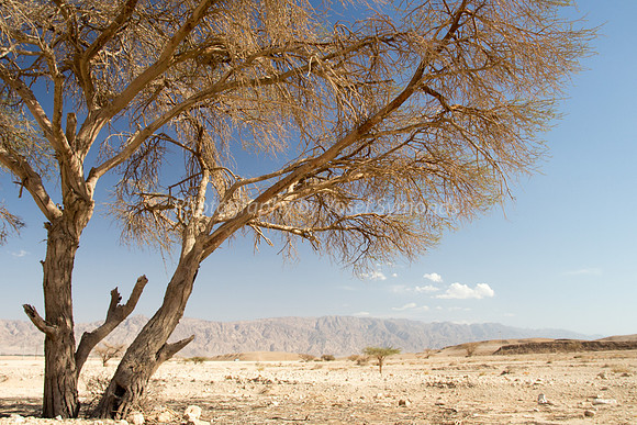 Acacia Tree in Negev 150930-11