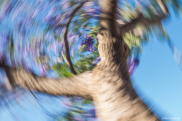 Jacaranda Maor Spinning 200526-11