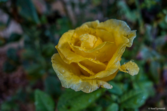 Rose After Rain 191202-3