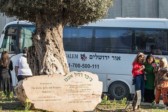 The Olive Tree and Dedication 221107-6
