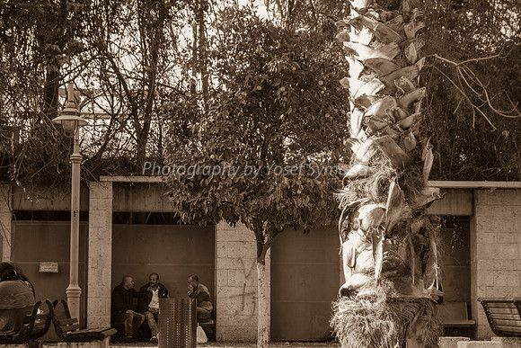 Ramle Park 3