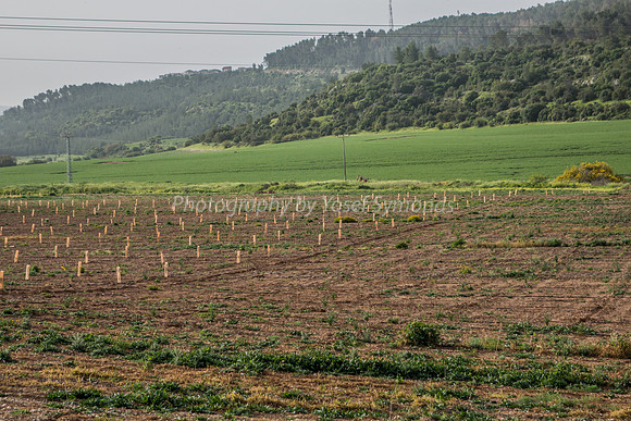 Fields in Ella Valley 3