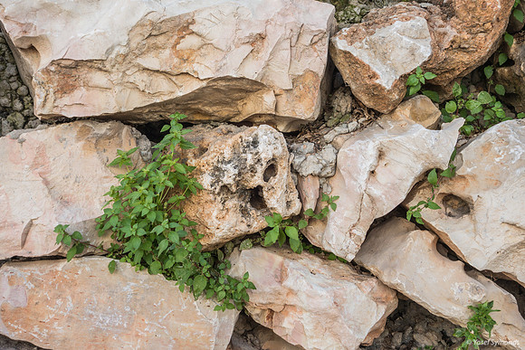 Cracks in Stone Wall Beit Shemesh 190405-1
