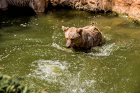 Biblical Bears 180905-6