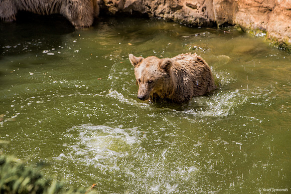 Biblical Bears 180905-6