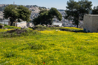 Mount of Olives and Olive Heights Settlement 200303-2