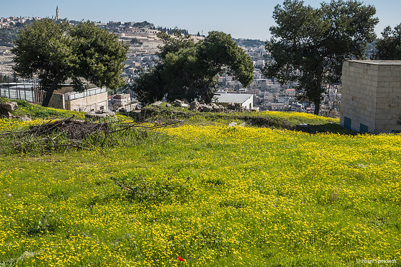 Mount of Olives and Olive Heights Settlement 200303-2