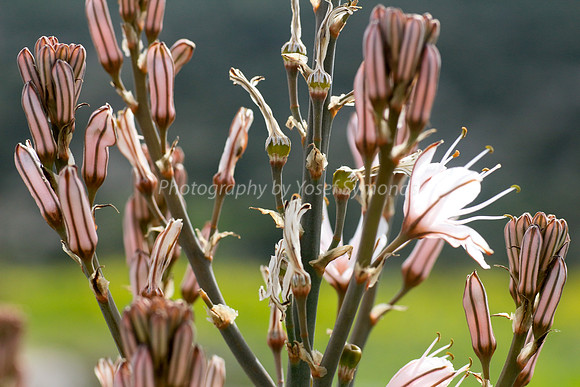 Asphodel 13