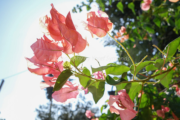 Bougainvillea Backlit 1608-2