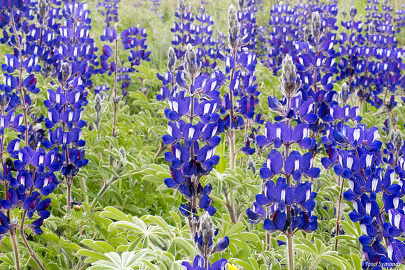 130224-Lupins_Thermosin_LamedH-0869