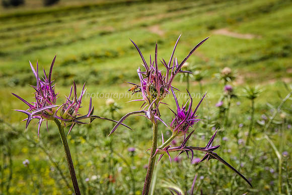 Syrian Thistles 2