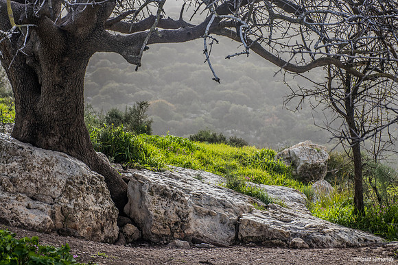 Tree and Rocks Lupin Hill 190113-3