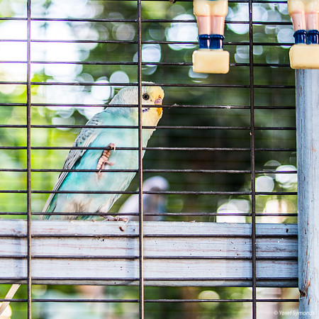 Budgerigar On (De)fence 250701-1