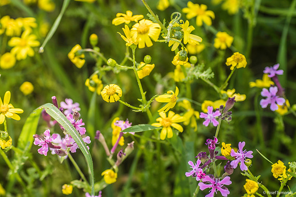Groundsel and Campion 200216-4