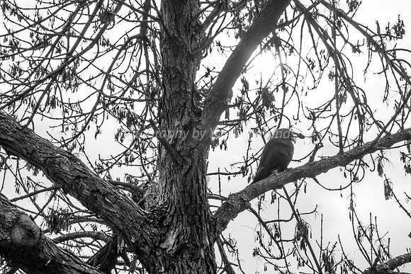 Bird in Winter Tree - Park Ayalon 181230-5
